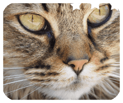 5MG電子校園APP下載安裝不實名版